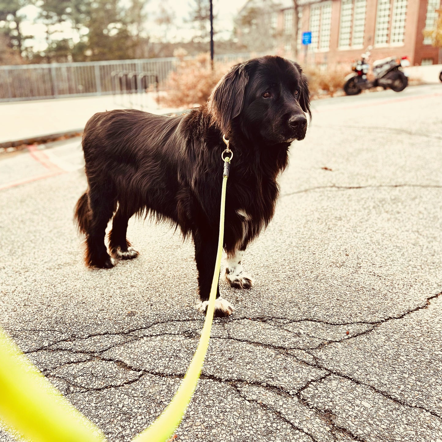 Blue Red Leash (Off Spool)